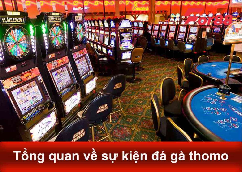 thông tin chung về đá gà thomo